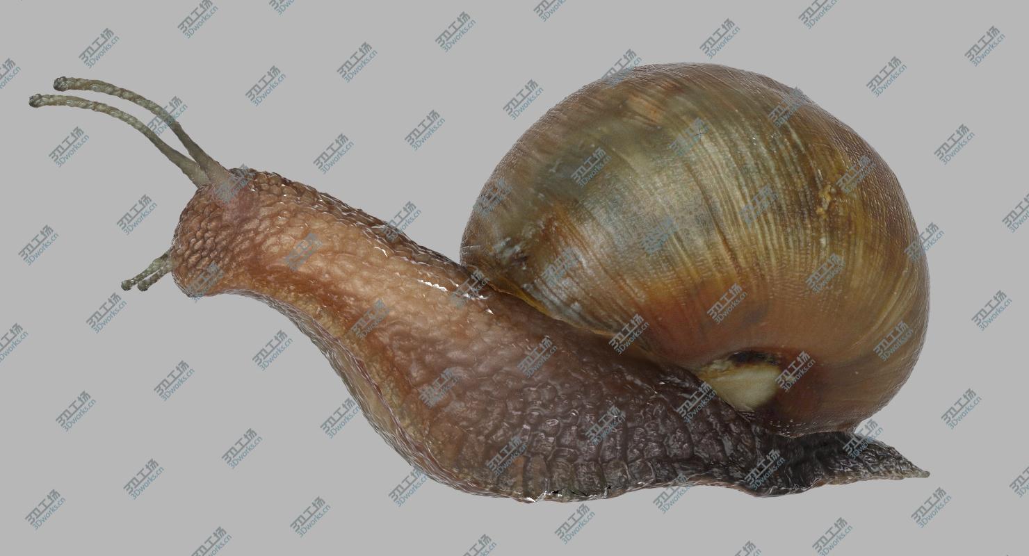 images/goods_img/202105072/3D Snail (Rigged)/4.jpg